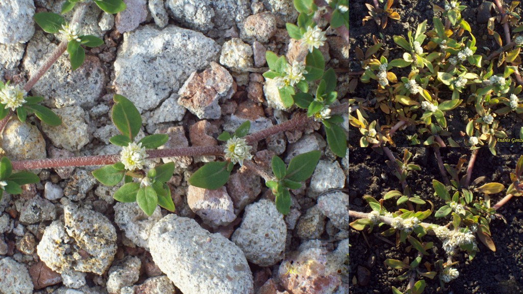 Alternanthera paronychioides image