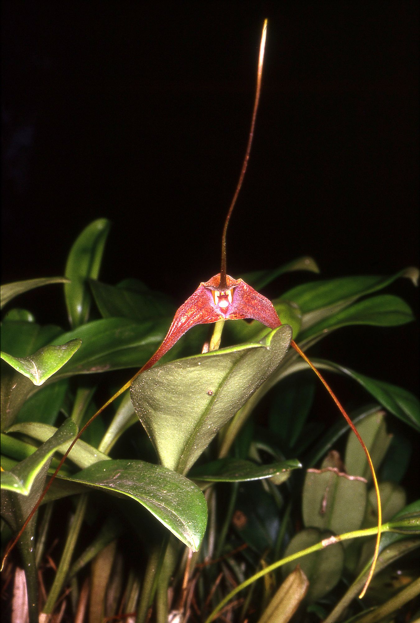 Masdevallia macropus image