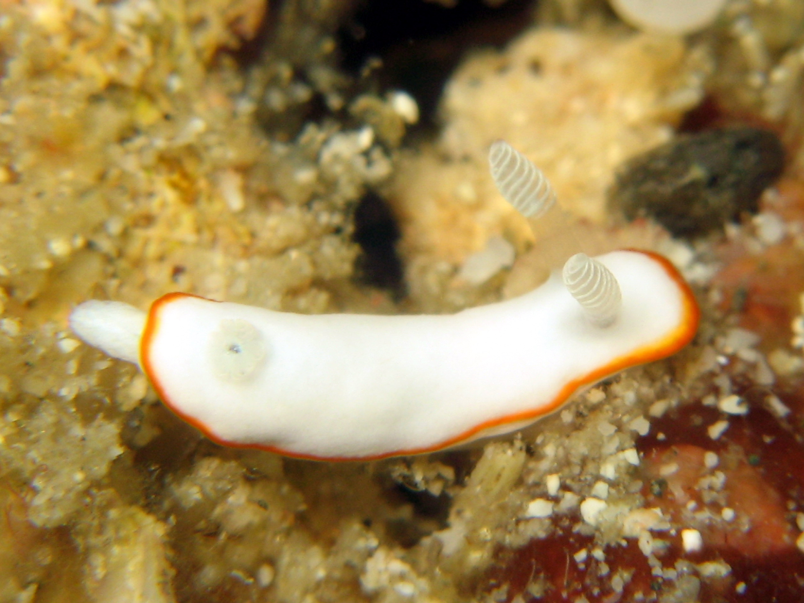 Marine Life Nudibranch Goniobranchus albonares ) (synonym