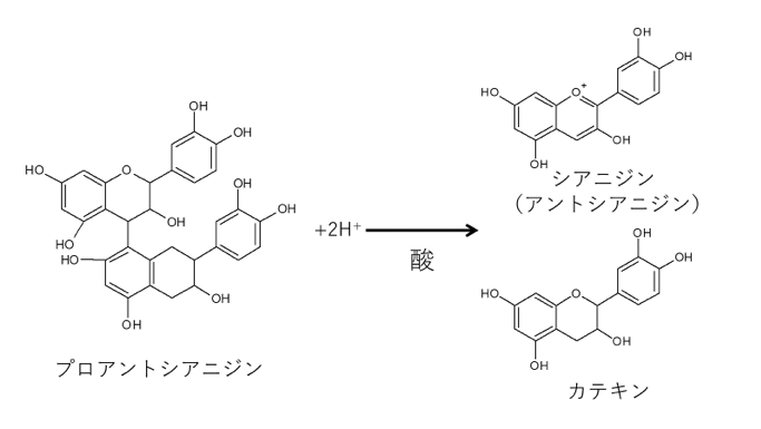 プロアントシアニジン名前の由来に関する記号２