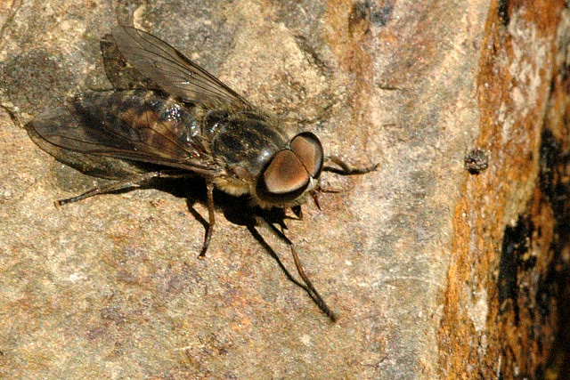 Tabanus.bovinus.male