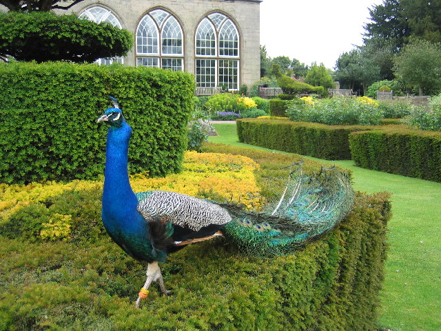 File:Warwick Castle - The Peacock Garden - geograph.org.uk - 15710.jpg