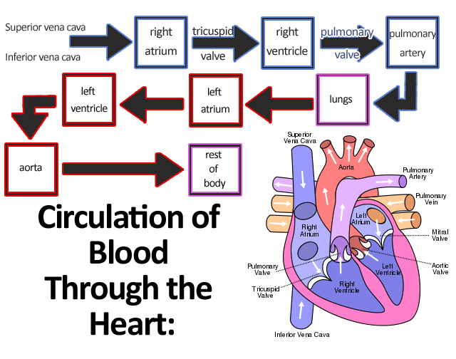 Human Heart Diagram Pictures | Blood Flow.