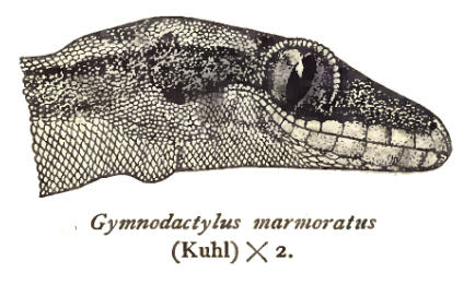 Cyrtodactylus fumosus image