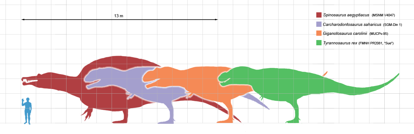 http://upload.wikimedia.org/wikipedia/commons/a/ae/Largesttheropods.png