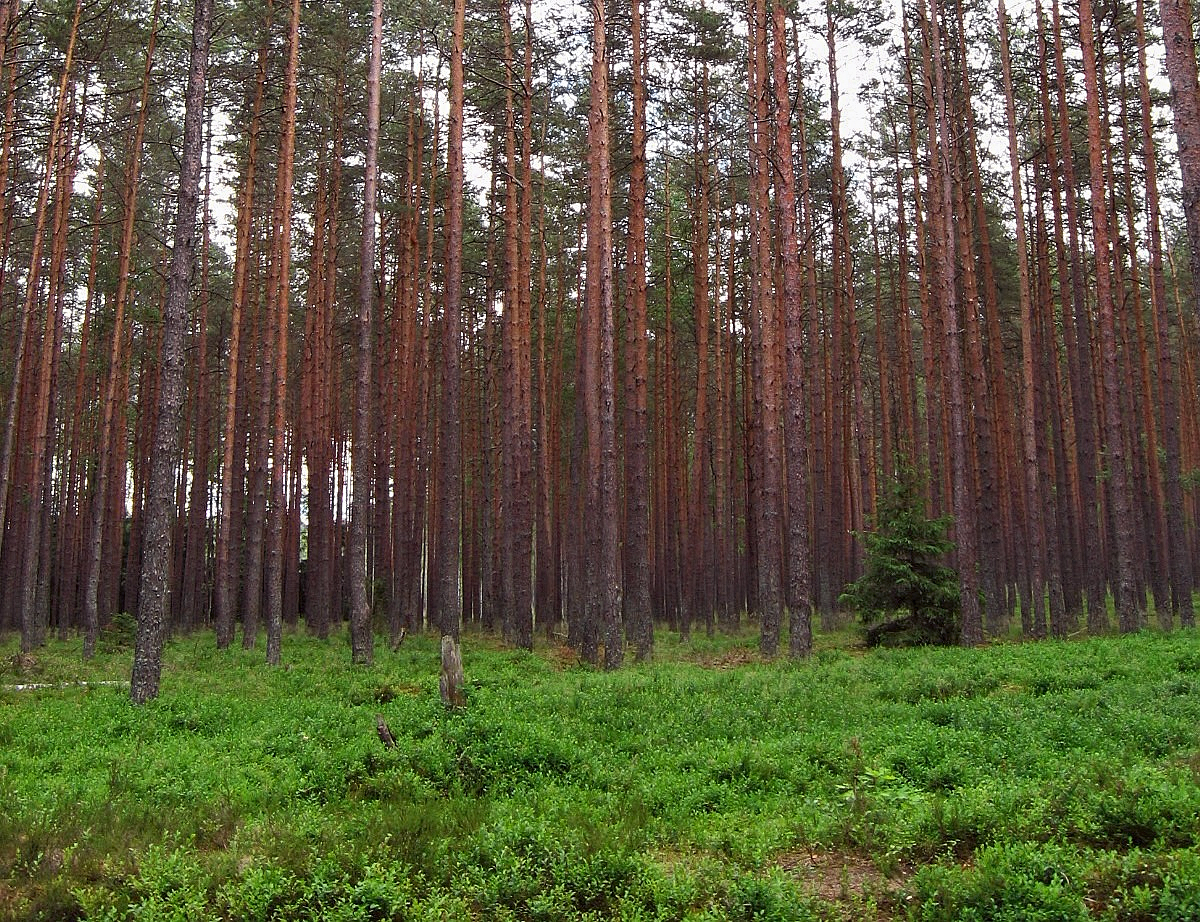 التايغا منطقة حيوية تكثر فيها الأشجار المخروطية الدائمة الخضرة
