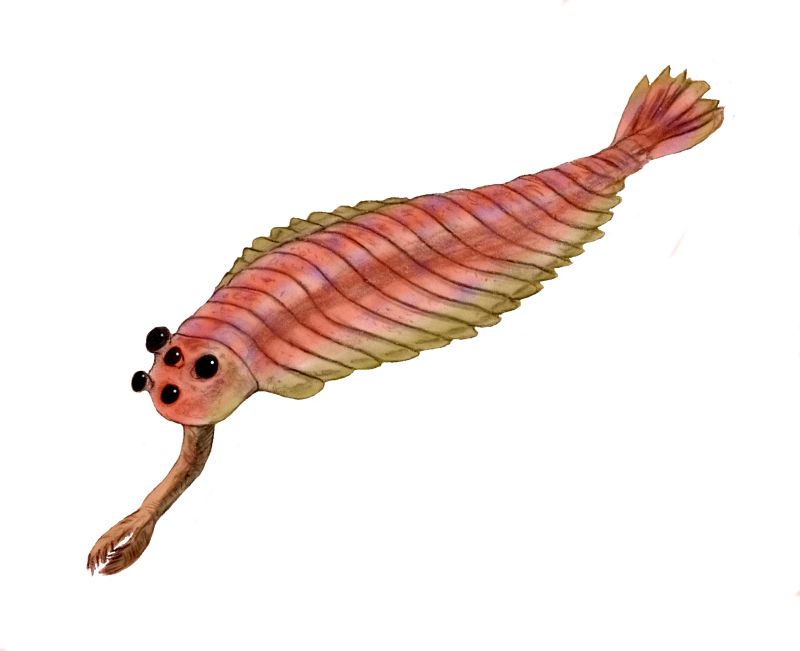Opabinia, one of the Burgess animals.  Five eyes!  And a snout-claw!