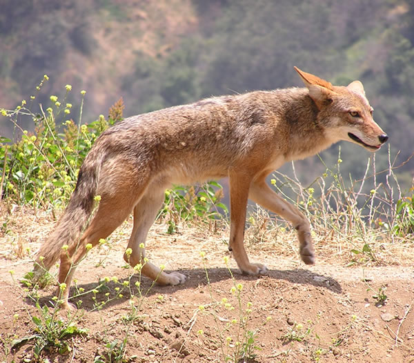 Canis latrans アメリカの地下鉄でサメが発見される！