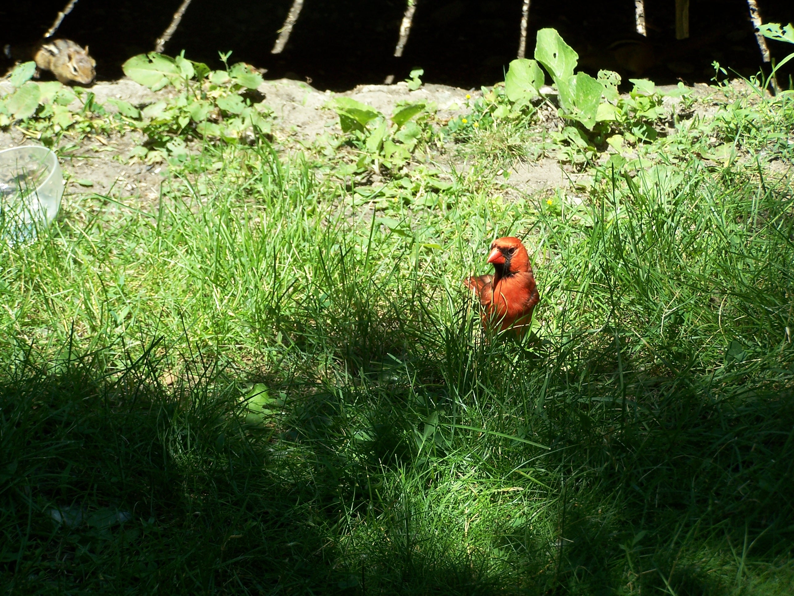 Cardinal Water