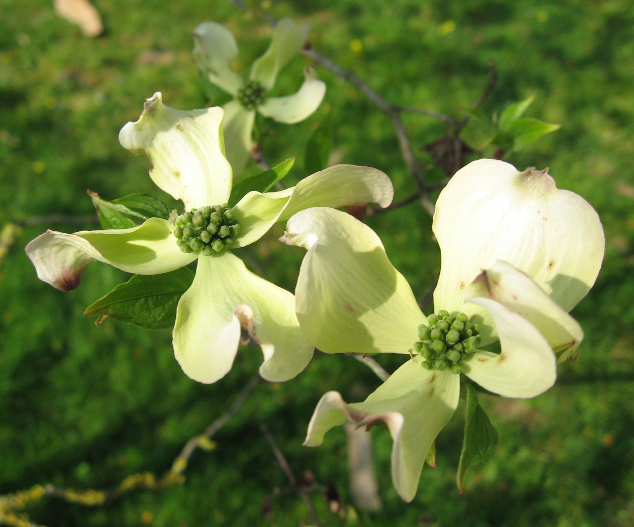 flowers of florida