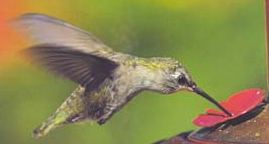 Certains oiseaux nectarivores sont dits « voleurs de nectar » car ne contribuant pas à la pollinisation, mais d'autres comme les colibris (ou certaines chauve-souris nectarivores) sont de vrais pollinisateurs[22]