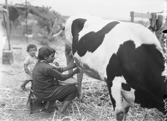 FilePikiWiki Israel 4793 Milking cowjpg No higher resolution available