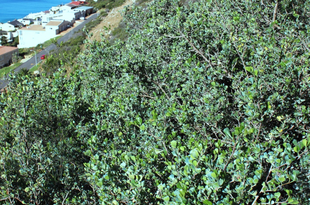 rhus glauca