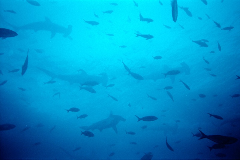 Sphyrna lewini galapagos