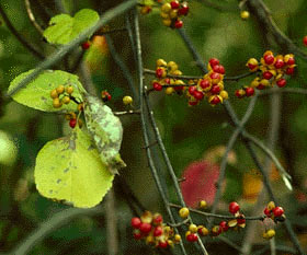 Το είδος Celastrus orbiculatus