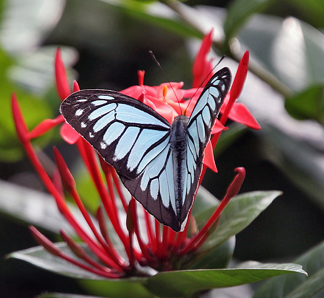 Ixora Species