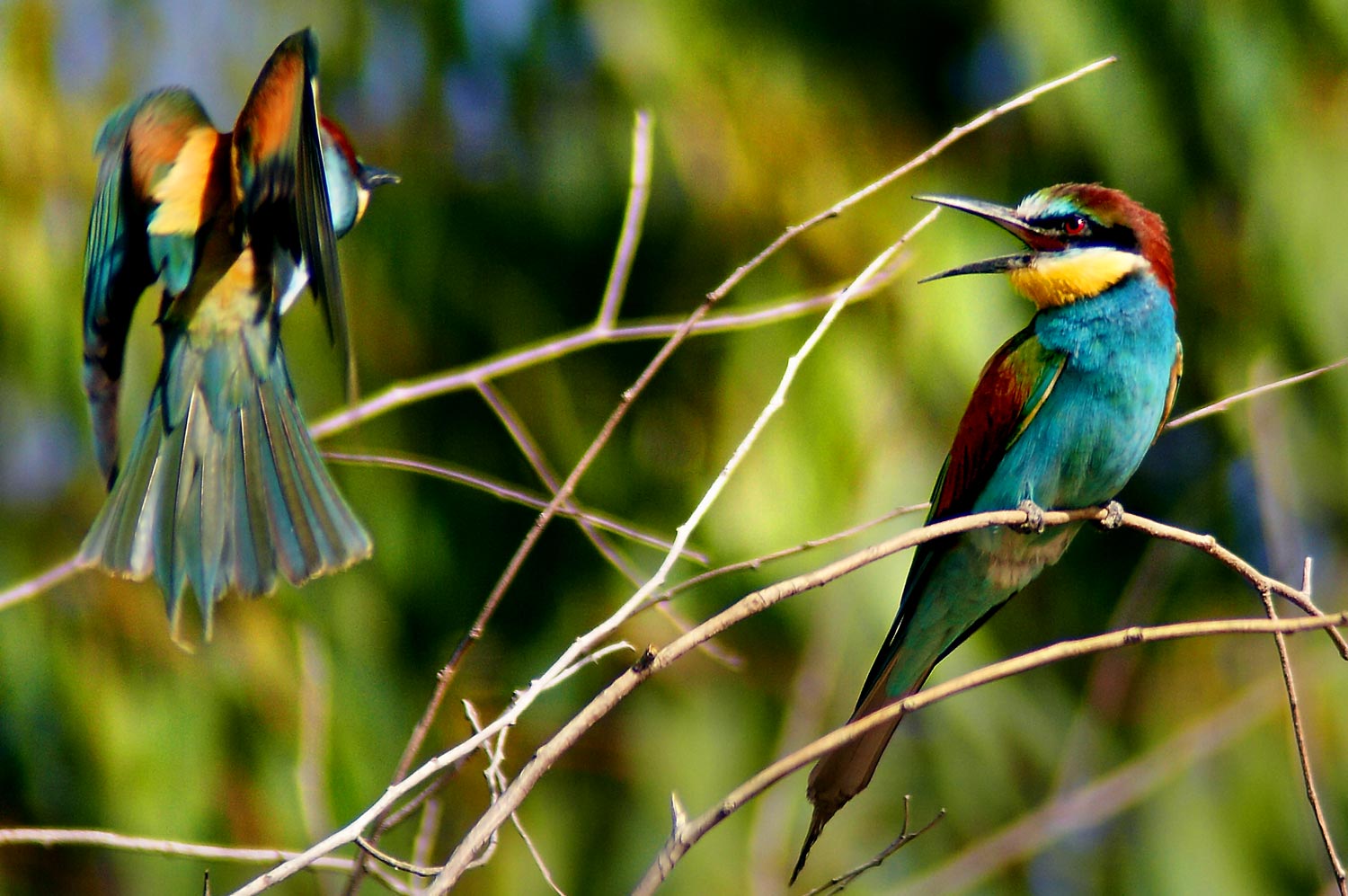 Bee Eater Picture from Wikimedia Commons