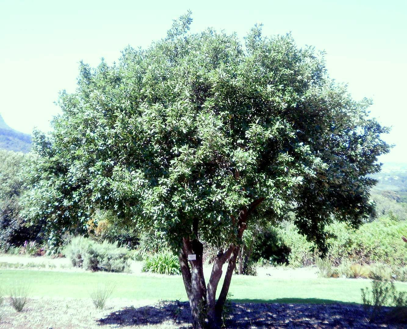 Wild Peach Tree