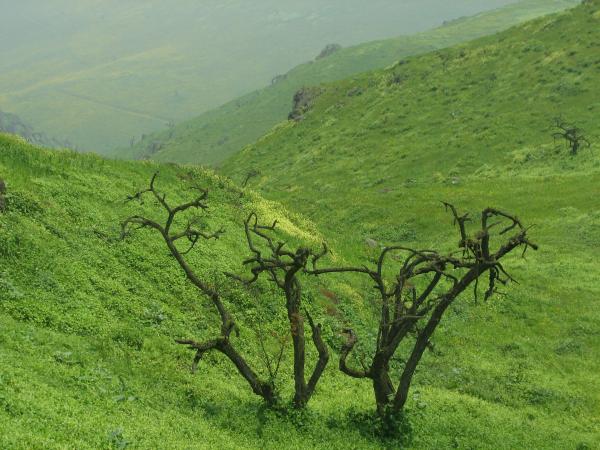 Reserva Nacional de Lomas de Lachay (Huacho, Perú) (wikimedia.org)