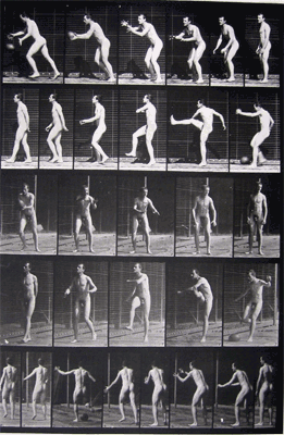 Animal Locomotion Muybridge