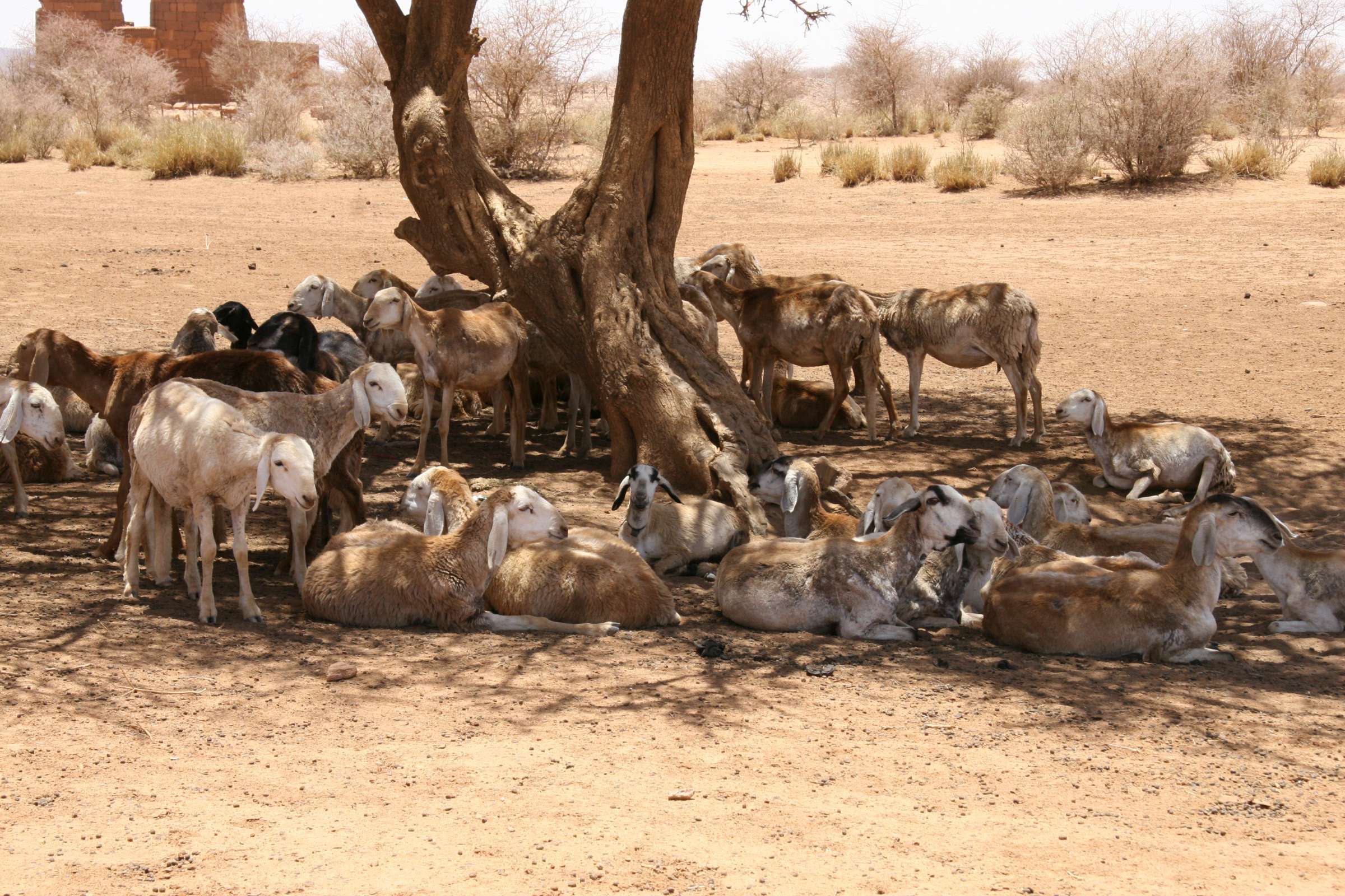 Description Nubia 2008 goat farming.jpg