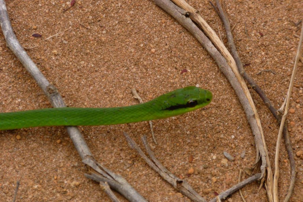 Philodryas olfersii image