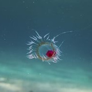 Turritopsis dohrnii achieves biological immortality by transferring its cells back to childhood.[238][239]