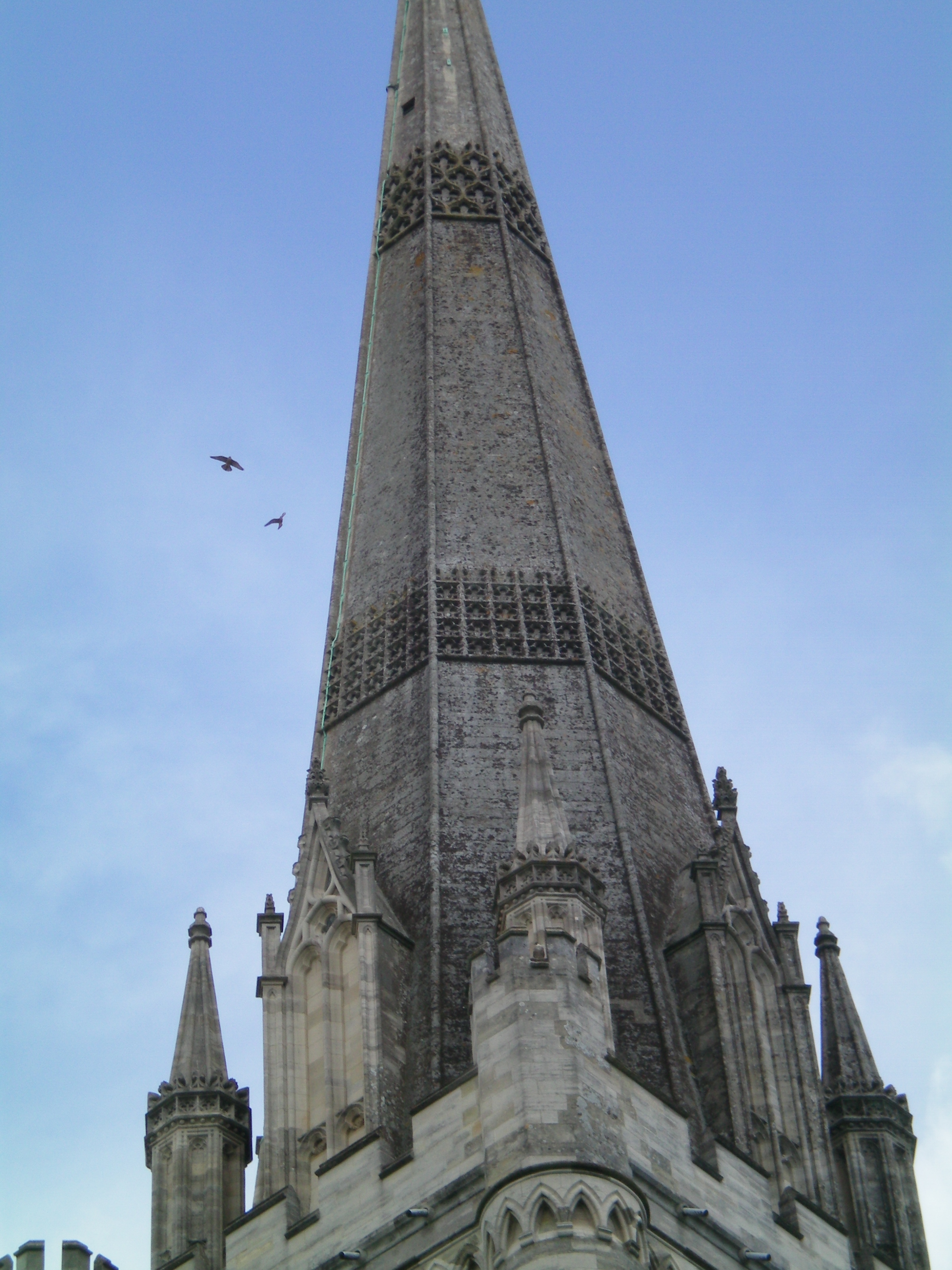 Chichester Peregrines.JPG