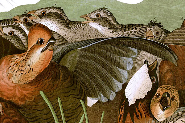 File:John James Audubons Birds of America - Plate 76 (Detail).jpg
