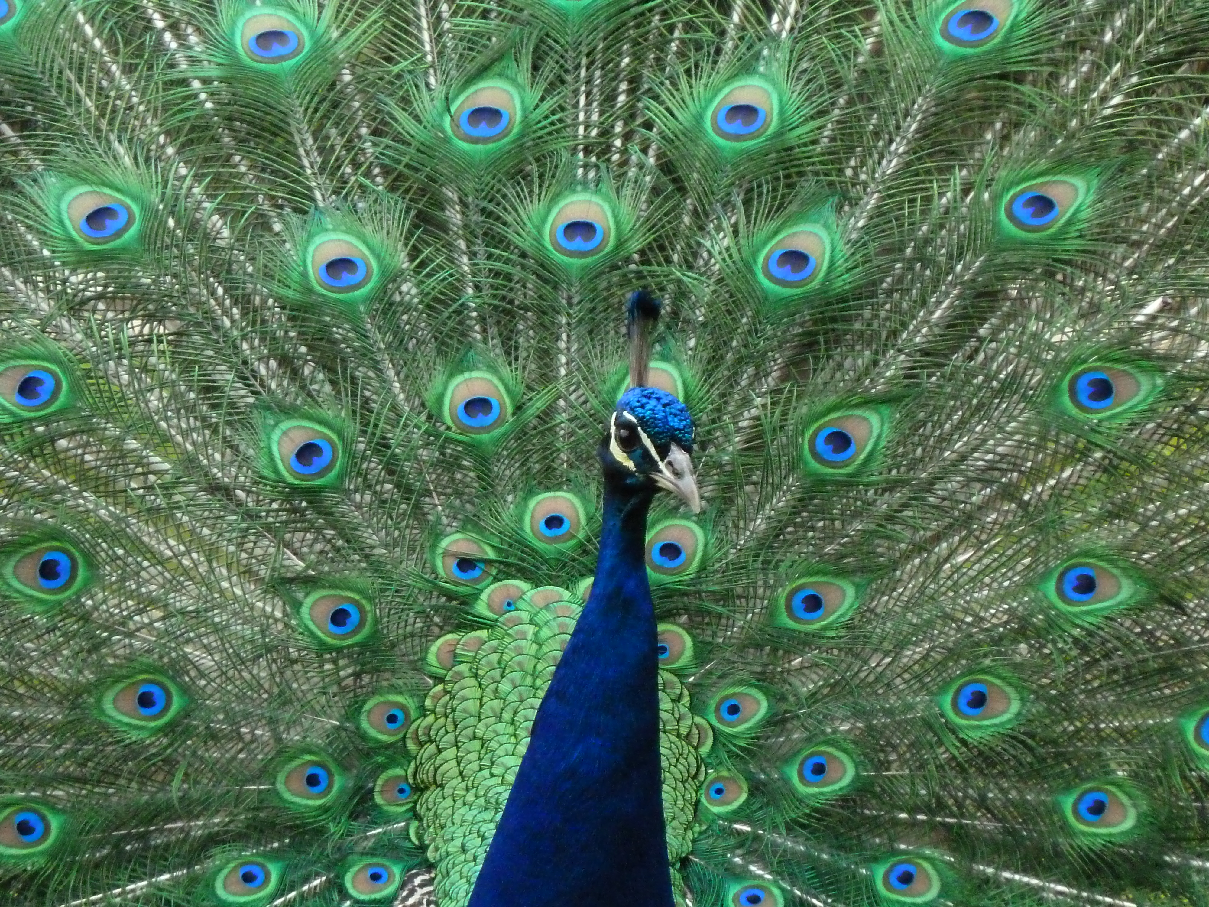 File:Peacock at Warwick Castle.jpg - Wikimedia Commons