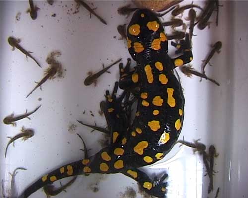 Salamandra female26larvae