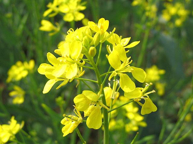 File:Yellow mustard flower.jpg