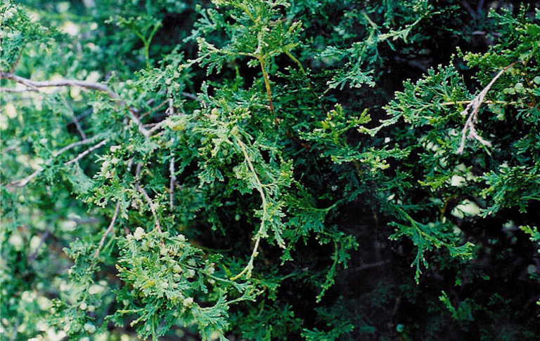 Chamaecyparis thyoides GSRC1