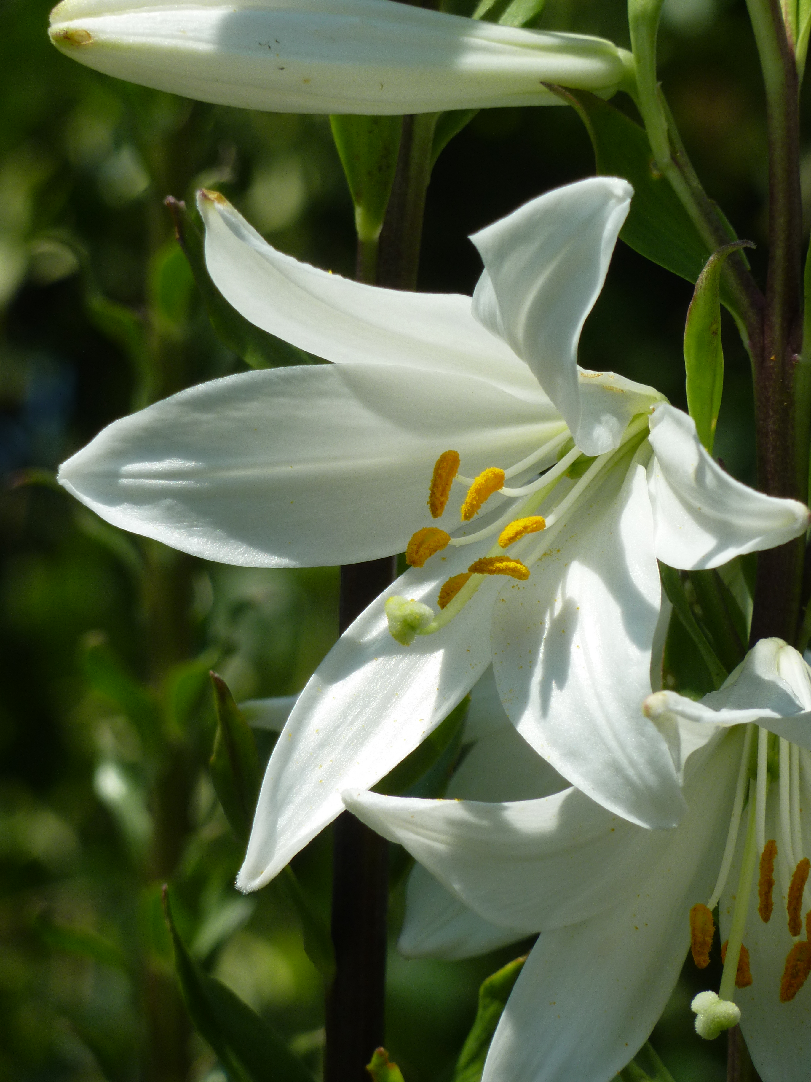 White Lily Flowers Free Stock Photo - Public Domain Pictures