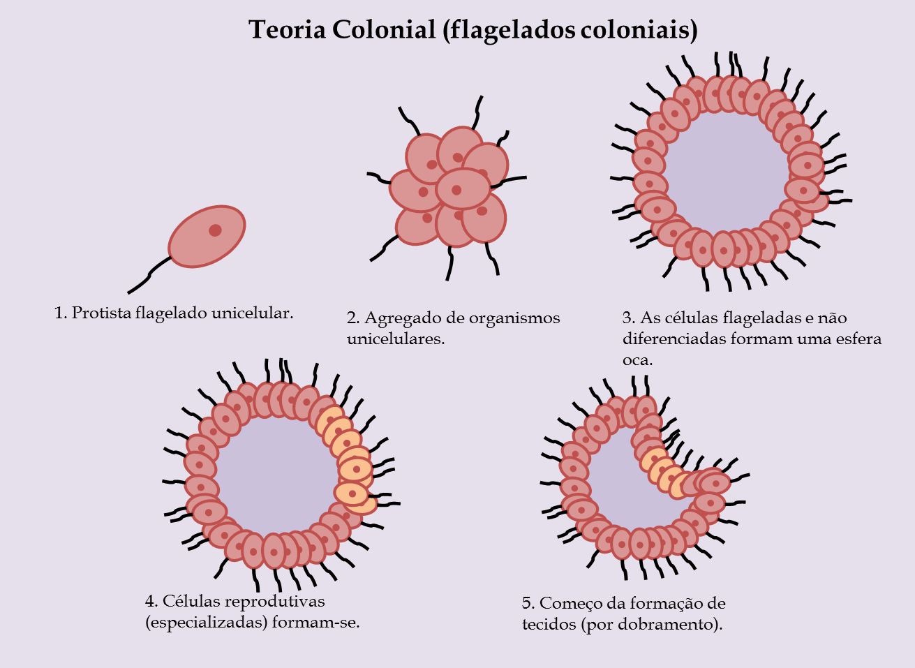 Teoria colonial