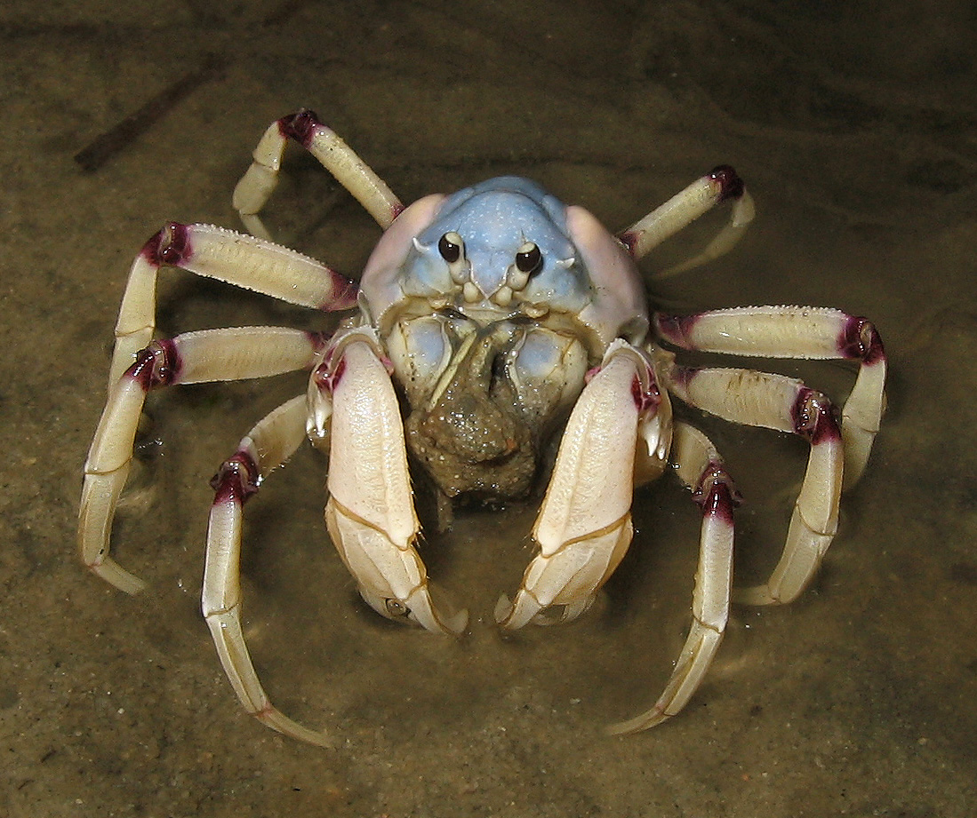 Aus_soldier_Crab.jpg