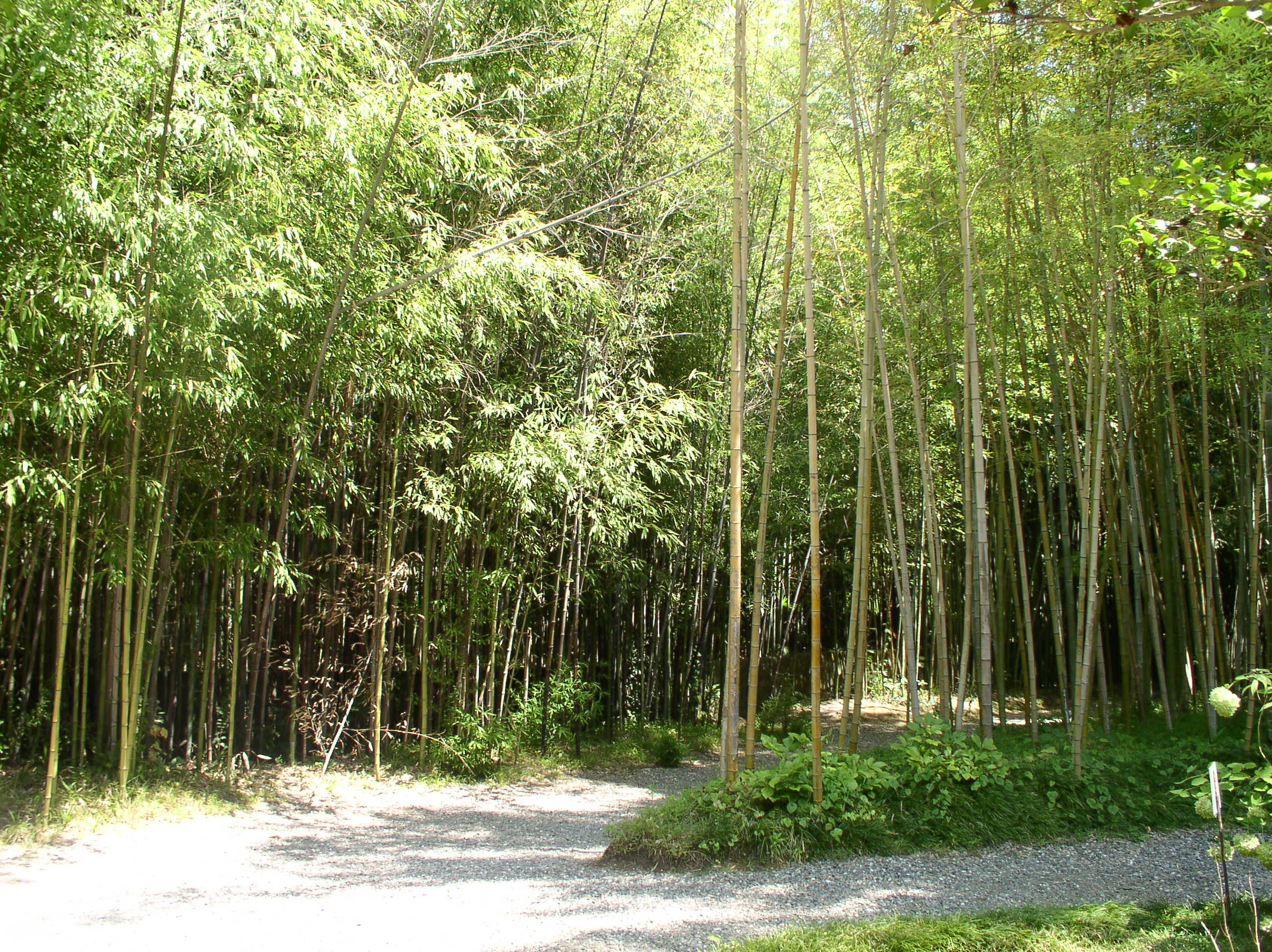 Bamboo Grove