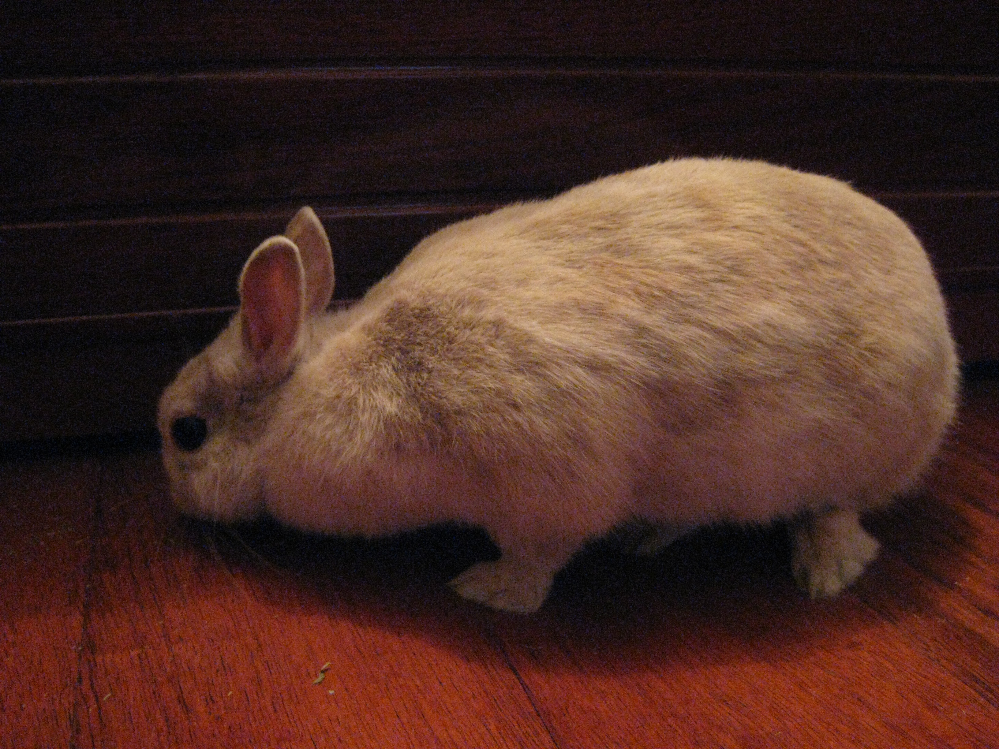 A beige Netherland dwarf rabbit.