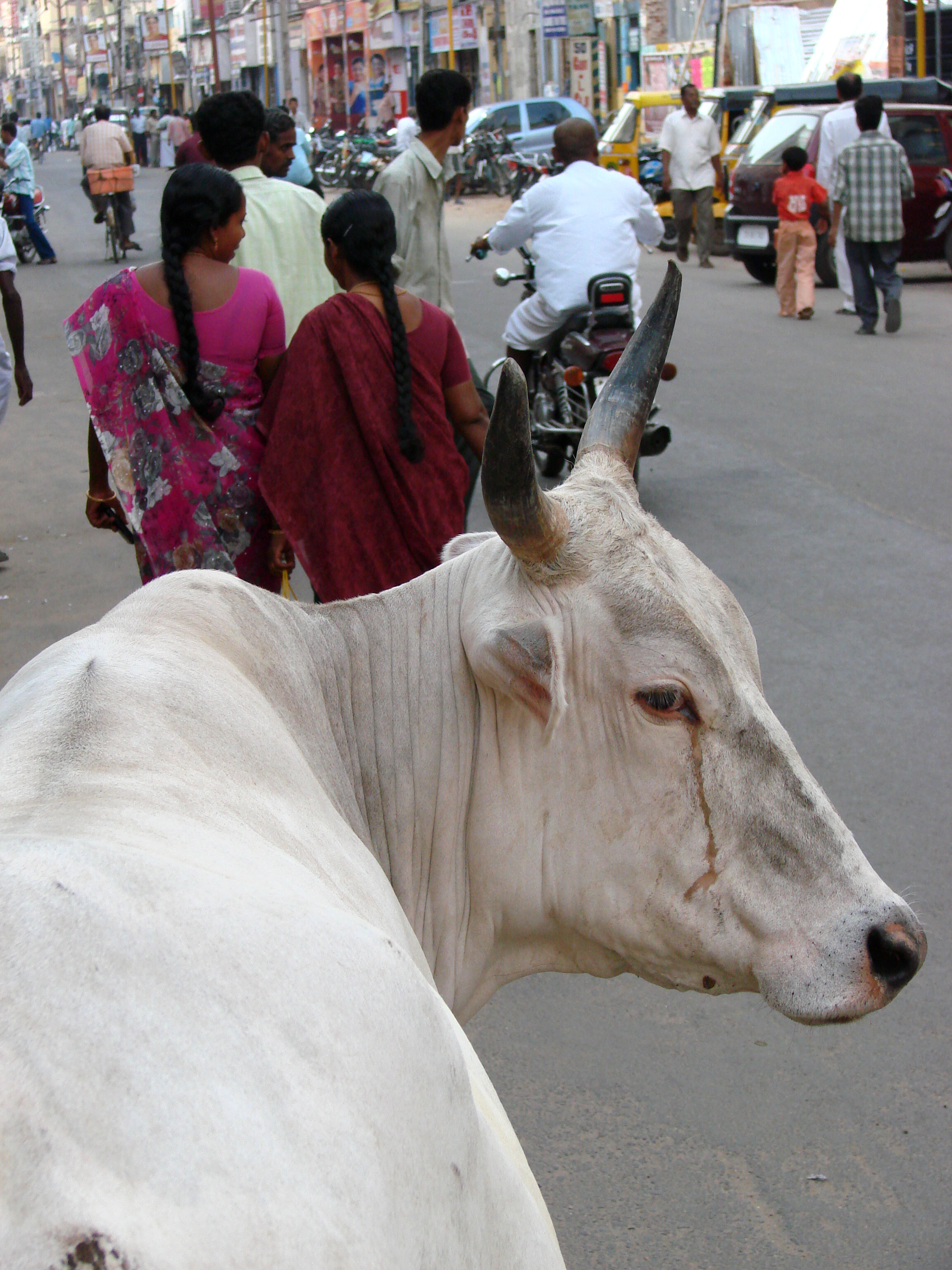 Cows From India