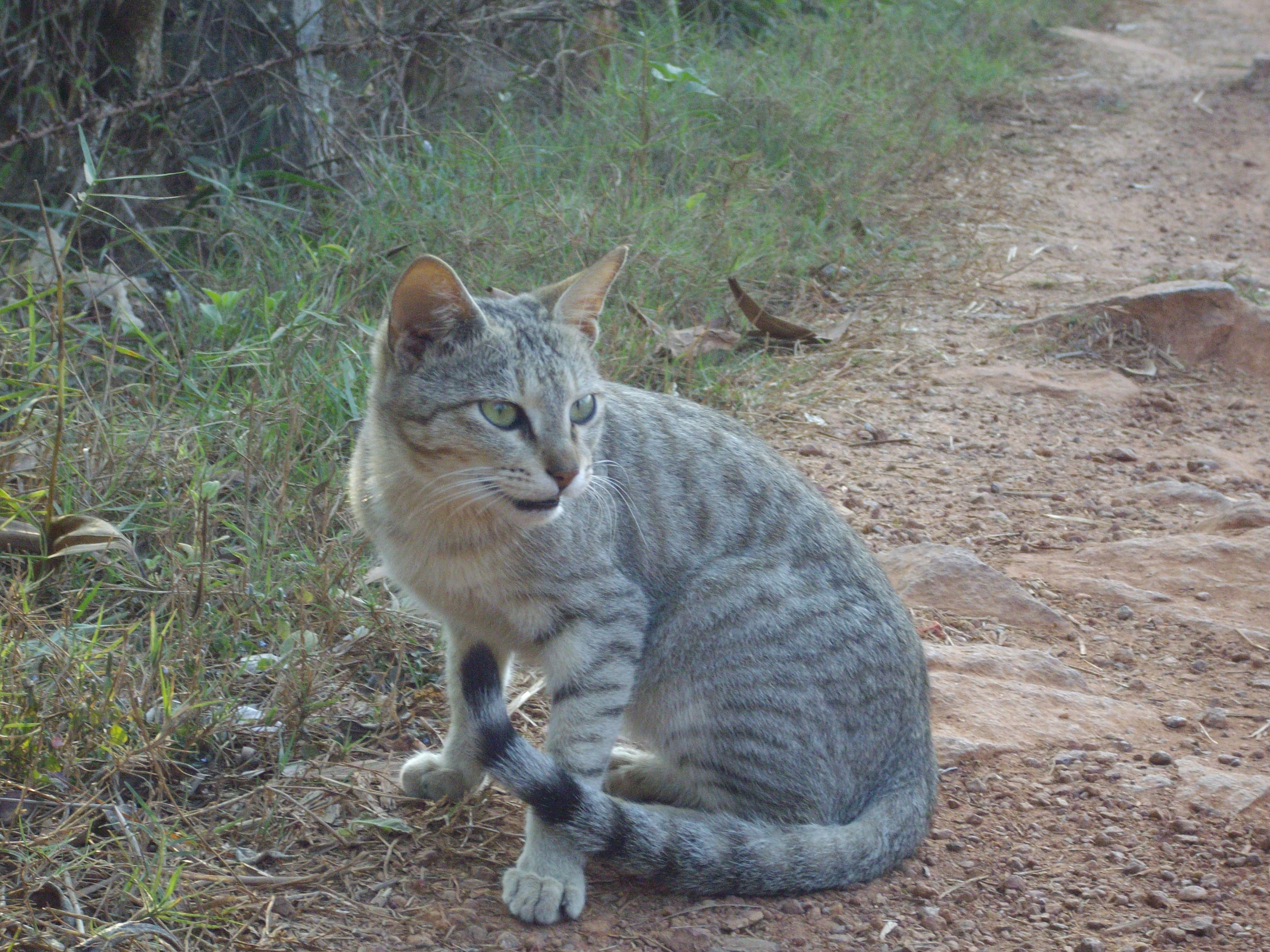Country Cat