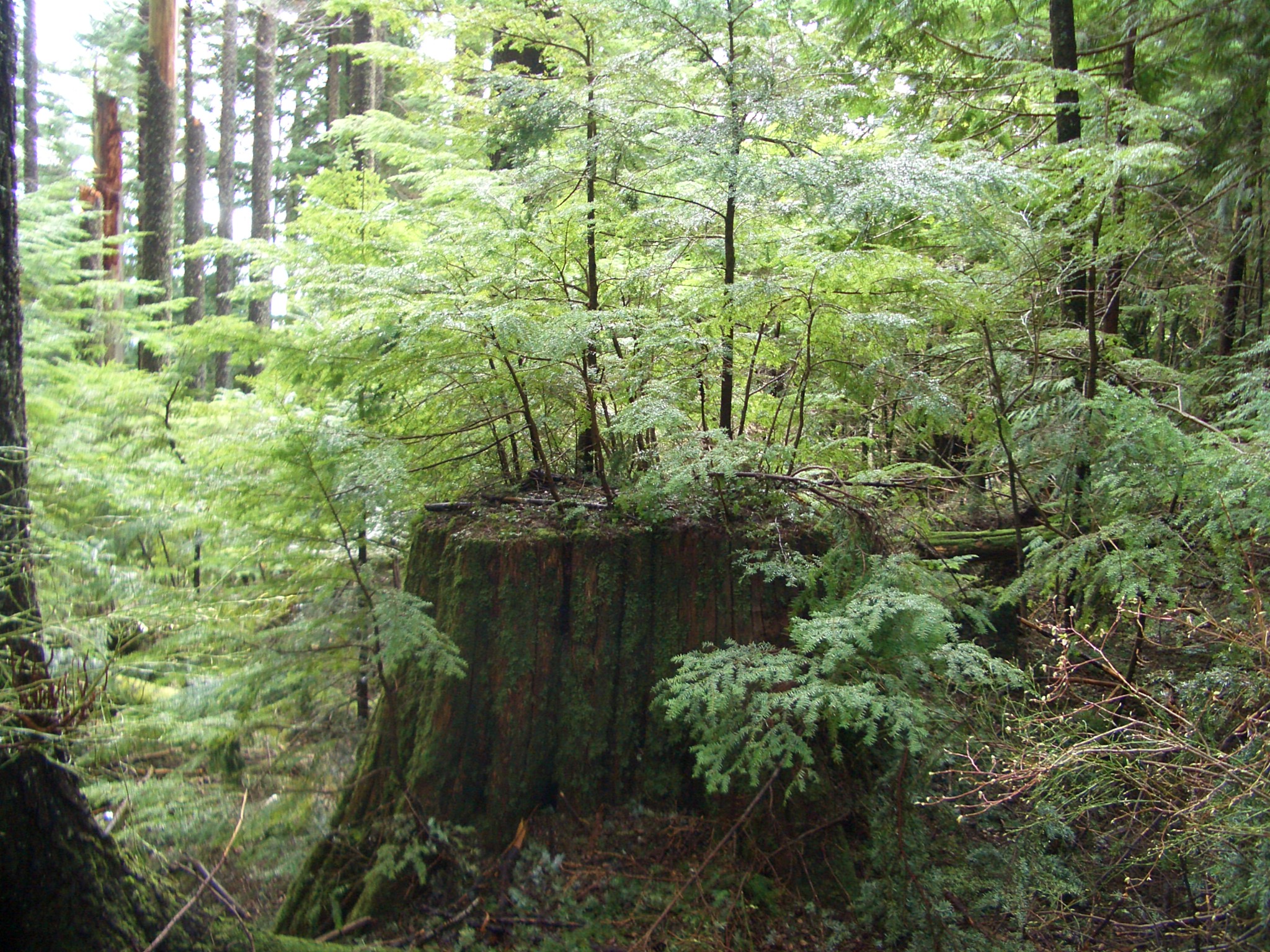 stump tree