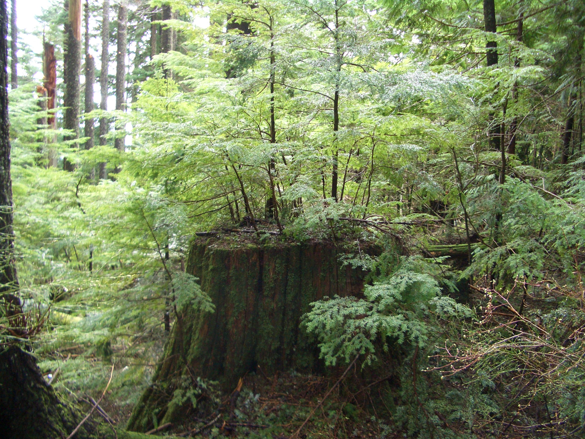 Stump Sprouts