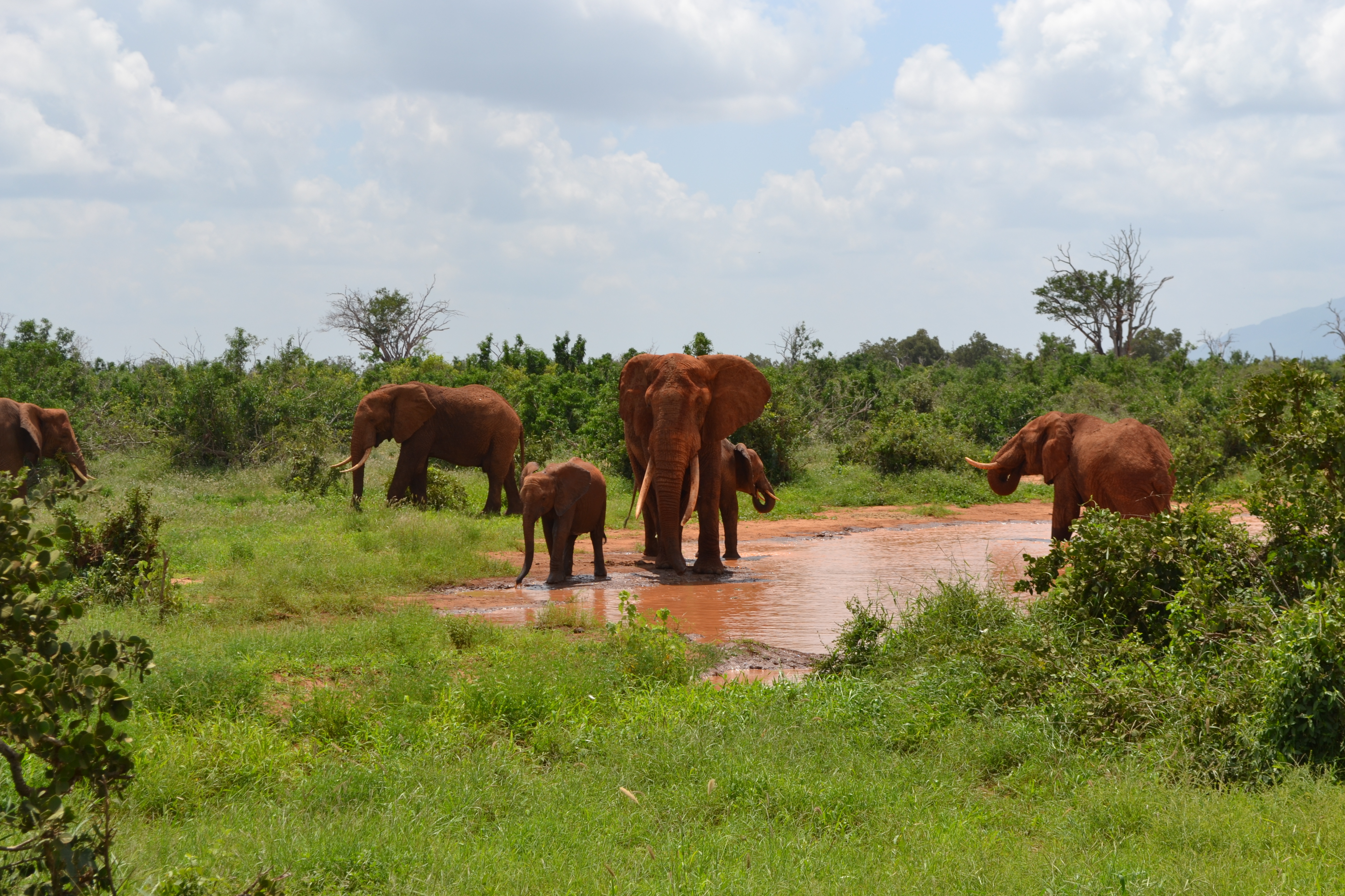 Stádo slonů v Národním parku Tsavo