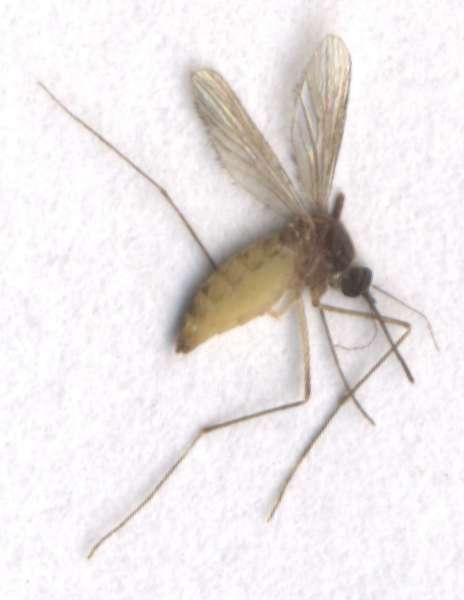 File:Mosquito Simplicius.jpg