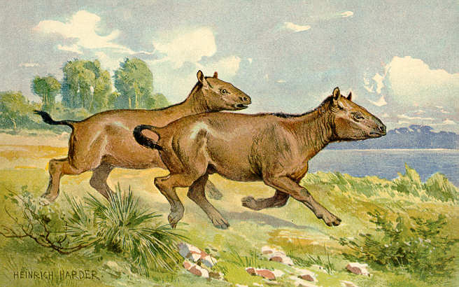 http://upload.wikimedia.org/wikipedia/commons/b/b3/Paleotherium.jpg