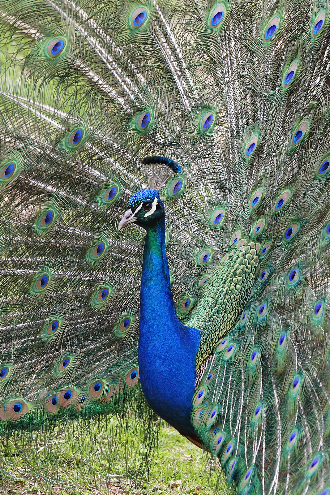 FilePeacock front02 melbourne zoo.jpg Wikipedia