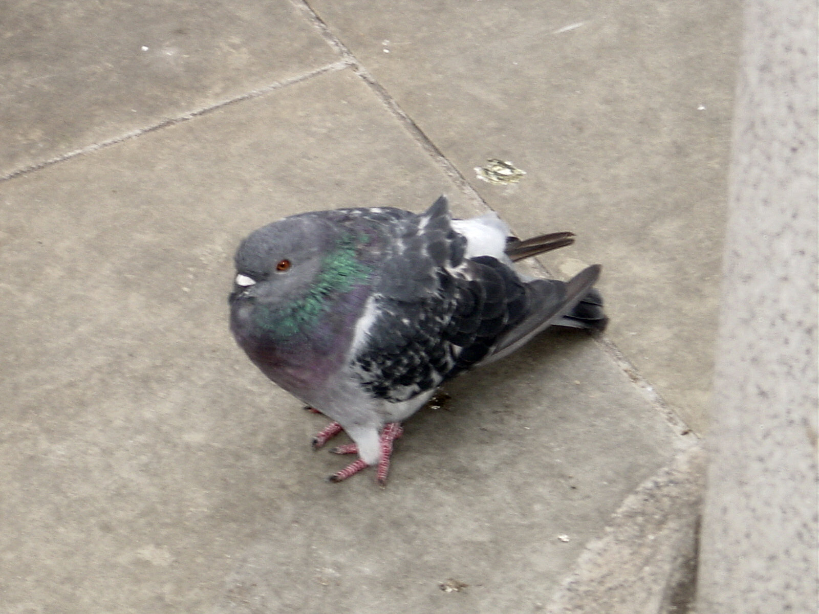 pigeon square