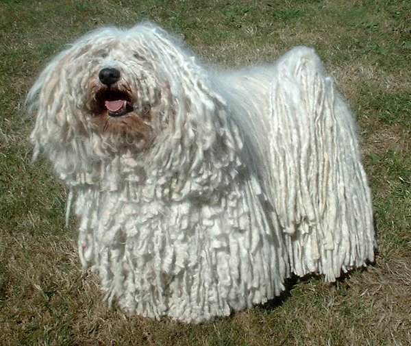 Pictures Of Dogs. 10 Peculiar Breed of Dogs