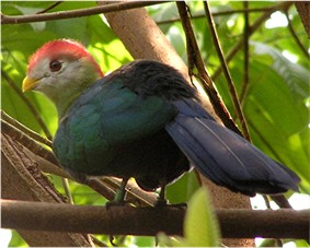 Red-Crested Tauraco
