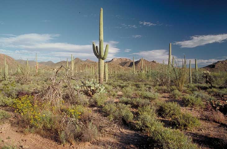 Saguaro np